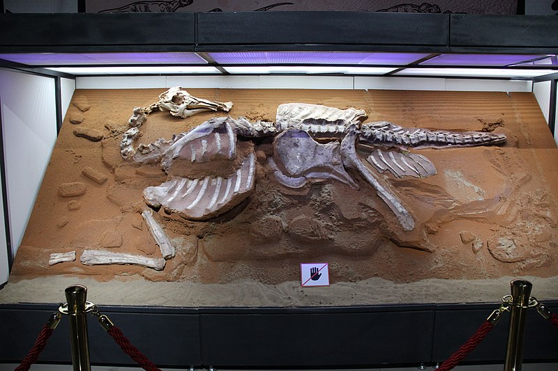 File:Smuggled Bactrosaurus skeleton.jpg