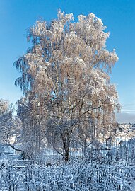 Snow on birch at Sågvägen, Brastad