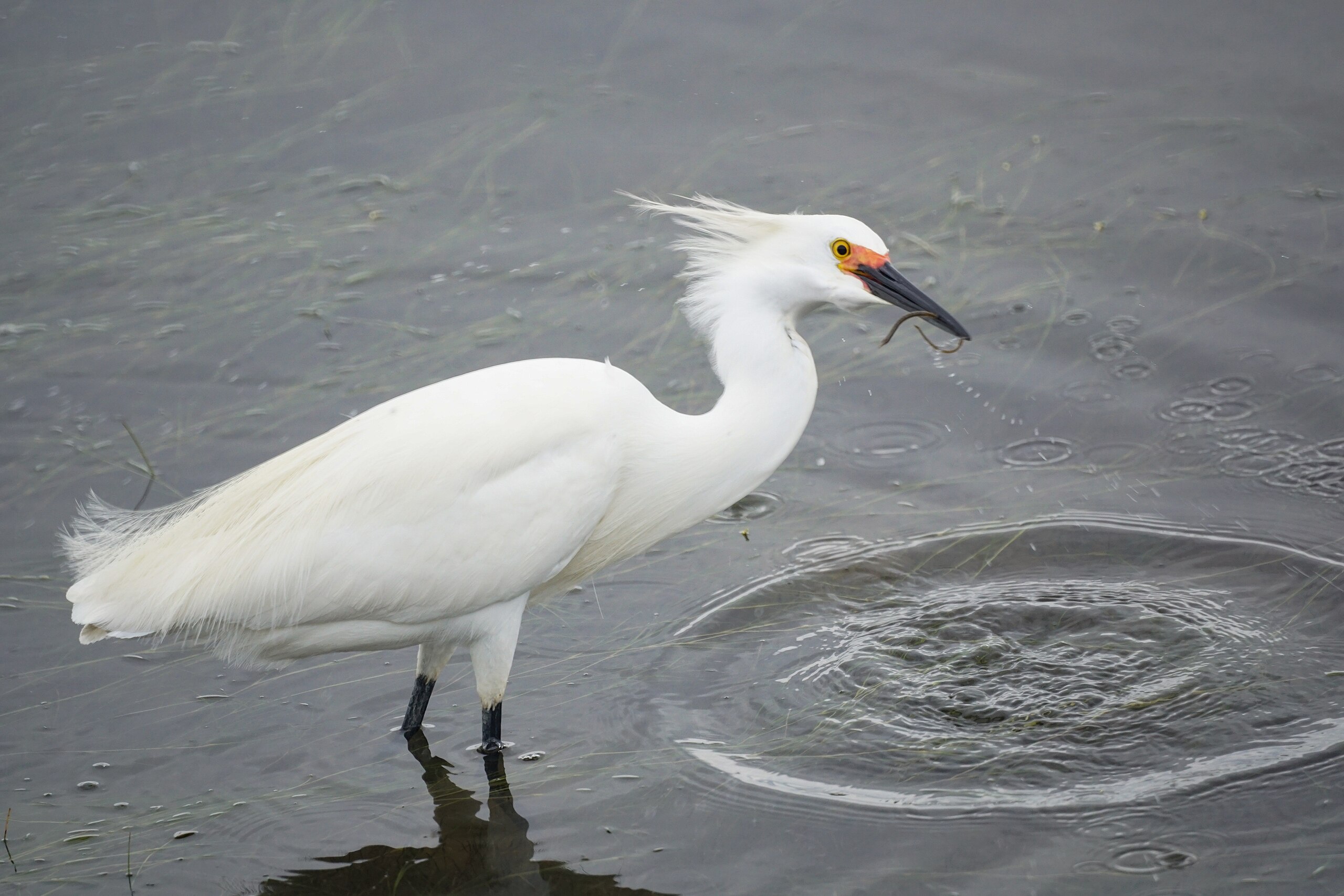 File:Snowy and Great Egret Comparison.jpg - Wikimedia Commons