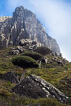 De Mashanig of Jebal Skand met een drietal drakenbloedbomen op de voorgrond.