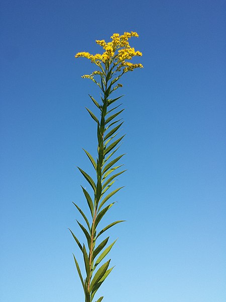 File:Solidago gigantea (subsp. serotina) sl1.jpg