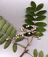 Sorbus glabrescens corymb with fruit Sorbus glabriuscula 2.jpg