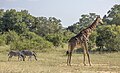 * Nomination South African giraffe (Giraffa camelopardalis giraffa) with zebra --Charlesjsharp 07:51, 25 June 2024 (UTC) * Promotion  Support Good quality. --Skander zarrad 22:27, 26 June 2024 (UTC)