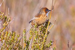 Малюр-м'якохвіст рудолобий (Stipiturus malachurus)