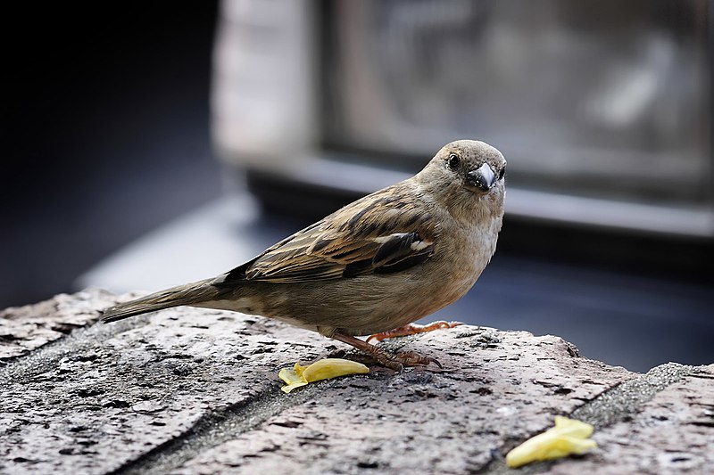 File:Sparrow on ledge.jpg