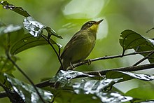 Spectacled Greenbul - Madagascar S4E7249 (17051185851).jpg