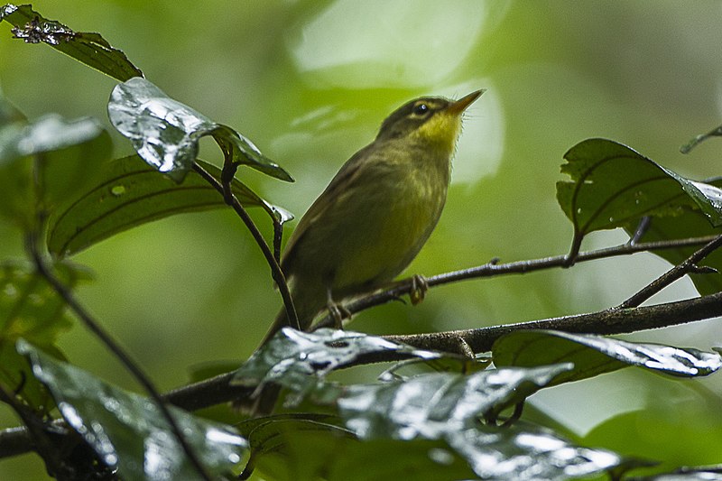 File:Spectacled Greenbul - Madagascar S4E7249 (17051185851).jpg