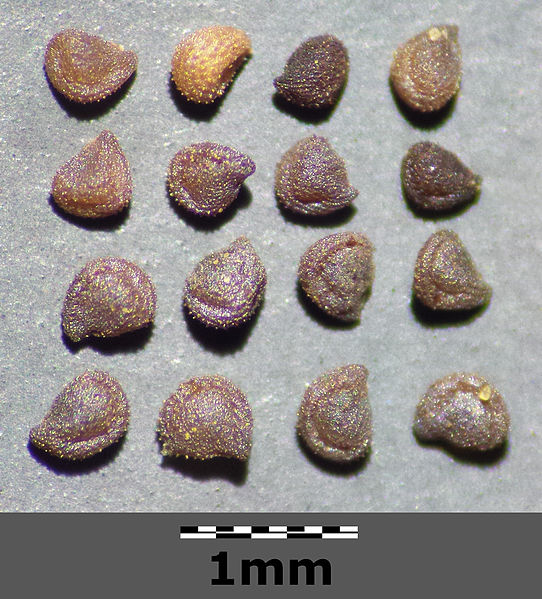 File:Spergularia rubra sl14.jpg