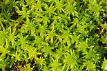 Extant Sphagnum specimens SphagnumFallax.jpg