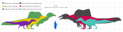 Scale drawing; Baryonyx was much bigger than a human, but mid-sized compared with other spinosaurids.