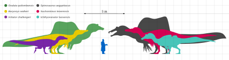Tập tin:Spinosauridae Size Diagram by PaleoGeek - Version 2.svg