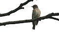 Spotted Flycatcher (Muscicapa striata) (4).jpg