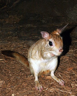 <span class="mw-page-title-main">Pedetidae</span> Family of rodents