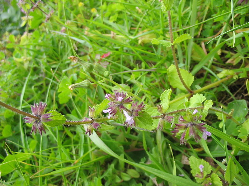 File:Stachys arvensis 02.jpg