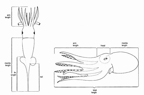 giant squid size chart