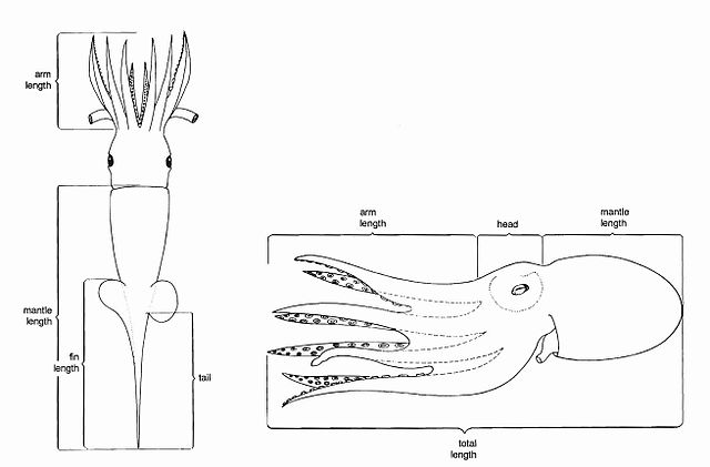 Standard measurements for cephalopods with a squid and octopus as examples