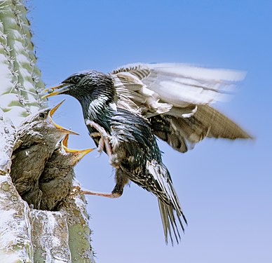 Young starlings looking up for food