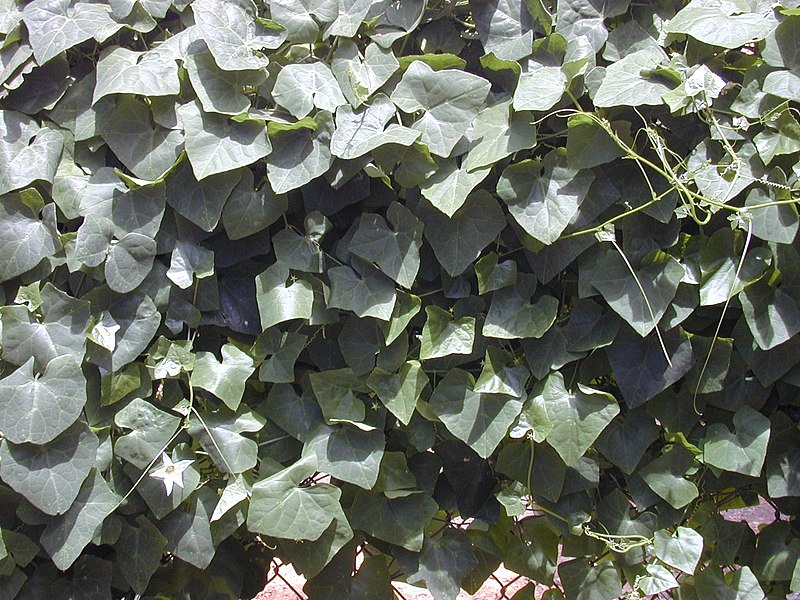 File:Starr-010914-0090-Coccinia grandis-dense growth on fence-Lahaina-Maui (23915442853).jpg