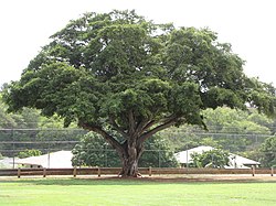 Starr-091021-8446-Ficus microcarpa-habit-Wells Park Wailuku-Maui (24691111490).jpg
