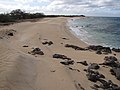 Starr-121220-1229-Cressa truxillensis-habit view beach-Keanakeiki-Kahoolawe (24571818493).jpg