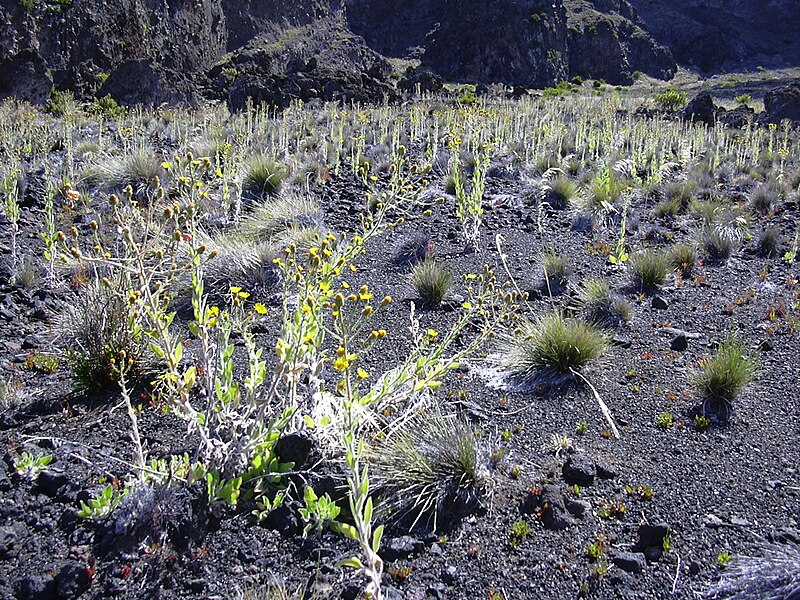 File:Starr 031001-2111 Heterotheca grandiflora.jpg