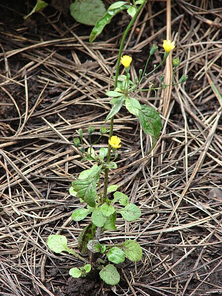 File:Starr 070908-9199 Lapsana communis.jpg