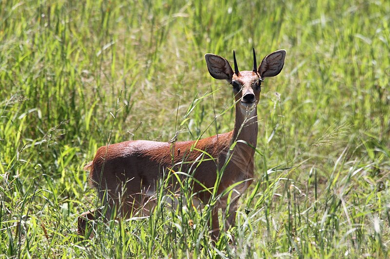 File:Steenbuck.jpg