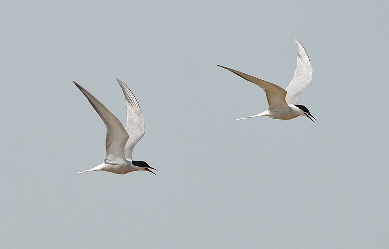 File:Sterna hirundo longipennis, Tangshan, Hebei, China 15.jpg