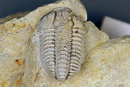 Trilobite fossil preserved as an internal cast in Silurian dolomite from southwestern Ohio, USA