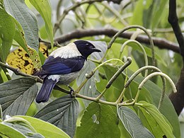 Feketefejű tangara (Stilpnia cyanoptera)