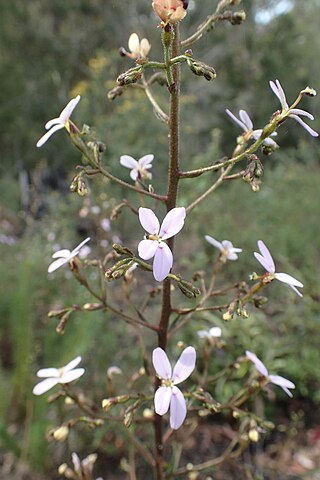 <i>Stylidium laricifolium</i> Species of carnivorous plant