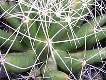 Stem of Mammillaria longimamma, showing tubercles Succu Mammillaria longimamma 02.jpg