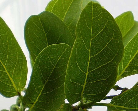 Tập tin:Sugarapple leaf.jpg