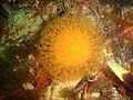 开普敦半岛的礁岩南方所发现的太阳软珊瑚