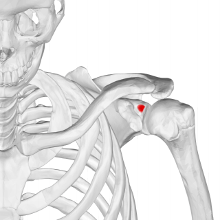 Supraglenoid tubercle Region of the scapula from which the long head of the biceps brachii muscle originates