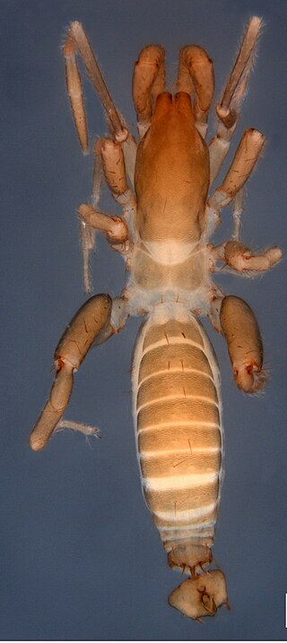 <i>Surazomus</i> Genus of shorttailed whipscorpions