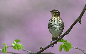 Swainson's Thrush - 52029855020.jpg