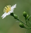 Flower heads Symphyotrichum pilosum cropped.jpg