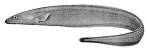 Synaphobranchus affinis.jpg görüntüsünün açıklaması.