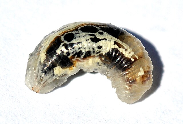 Larva of Syrphid fly, member of Cyclorrhapha, without epicranium, almost without sclerotisation apart from its jaws.