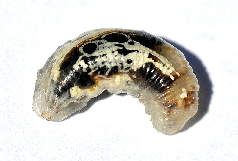 File:Syrphidae maggot.jpg