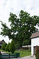 Deutsch: Eiche in Tüschnitz Küps; Naturdenkmal 476/005 English: Protected Oak in Tüschnitz, Küps