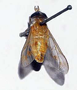 Tabanidae - Dichelacera alcicornis.JPG