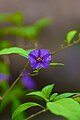 Tasmanian Kangaroo Apple (Solanum laciniatum).