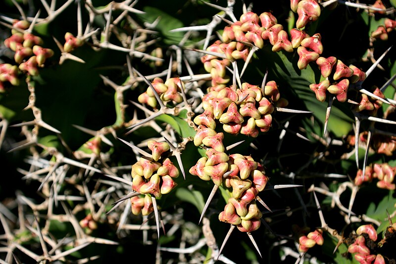 File:Teguise Guatiza - Jardin - Euphorbia grandicornis 05 ies.jpg