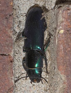 <i>Temnoscheila</i> Genus of beetles