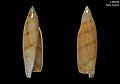 Duas conchas de Terebellum simoni Dekkers, S. J. Maxwell & Congdon, 2019[6] pertencentes ao acervo do Museu Nacional de História Natural, França. Espécimes coletados em Bohol, Filipinas.