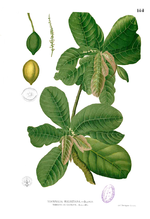 Miniatura para Combretaceae