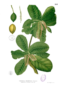 Terminalia catappa