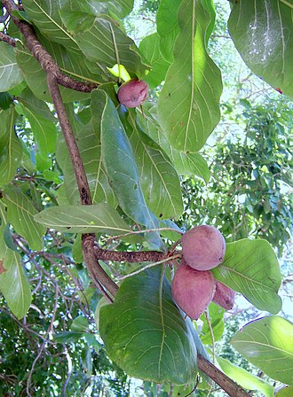330px-Terminalia_catappa_fruits.JPG